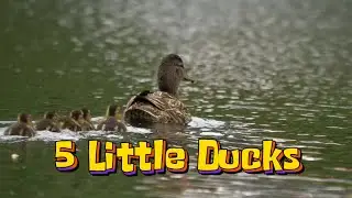 🌟 Five Little Ducks | Nursery Rhymes & Kids Songs 🌟
