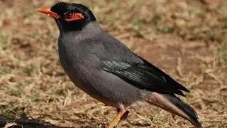 Bank myna. Biology. Spoken article. From Wikipedia, the free encyclopedia
