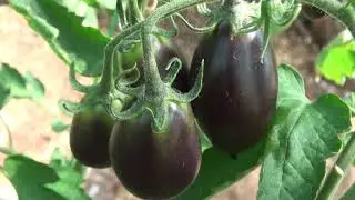 Томат Дип Пёрпл Июнь 2021 год, это гибрид.