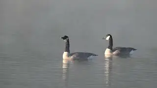 Geese making their music