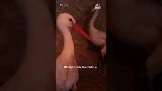 ПРИЮТ ДЛЯ АИСТОВ😍👏👏👏