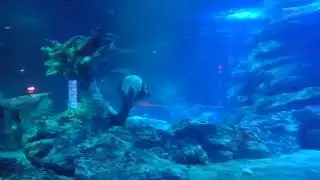 Busan aquarium sealife 1