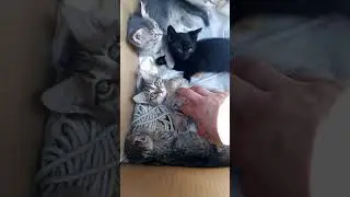 Опасные хищники