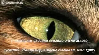 Почему нельзя смотреть кошке в глаза