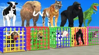 Wild Animals Choose The Right Iron Cage Gorilla Cow Elephant ESCAPE ROOM CHALLENGE Animals Cage Game