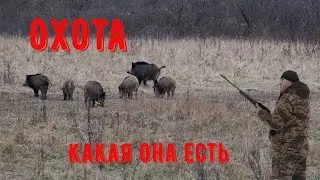 Охота с лабаза. Лисы, косули, лоси. Hunting from the storage. Foxes, roe deer, moose.