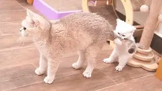 The kittens ran after the mother cat to tease her, only to be kicked back by her. So cute!