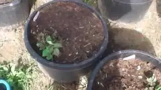 Raised Bed Planting Finally !!