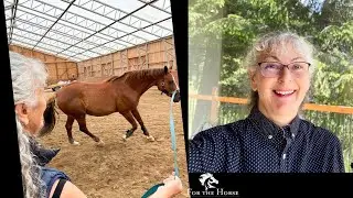 How To Lunge A Horse - 3 important tips