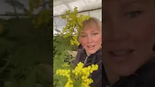 Мимоза в зимнем саду 🔆🟡