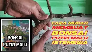 Bonsai Putri Malu ( Mimosa Pudica) yang Viral - Ternyata Mudah cara bikinnya