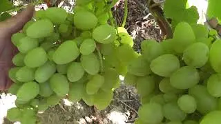 Сорт винограда 