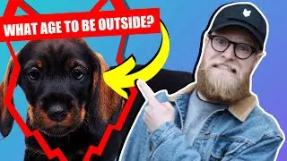 WHEN CAN MY DACHSHUND PUPPY GO OUTSIDE OR IN THE GARDEN?