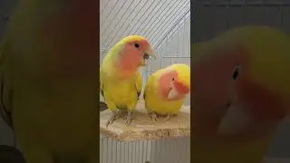 Yawn 