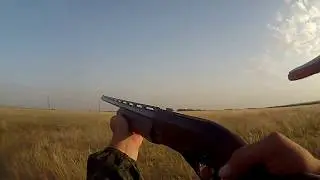 Первая встреча спаниеля Бима с куропаткой