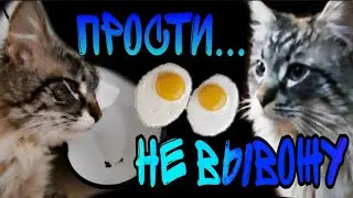 А кот Максик теперь КАСТРАТ 😁