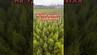 НИКОГДА НЕ ЭКОНОМЬТЕ на удобрениях (себе дороже)