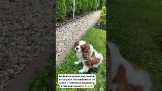 Галина Боб ругает свою собаку 😢