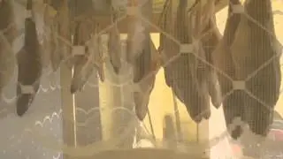 Сушка для вялиння риби своїми руками захист від мух)