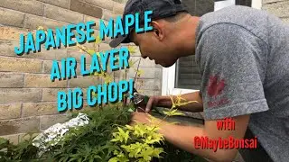 Japanese Maple Airlayer - Big Chop! With Xin @MaybeBonsai