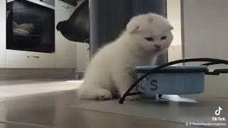 Zeus mănâncă/Zeus eating