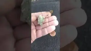находки с пляжа. возле берега