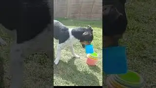 Fastest Stacking Cups By A Dog - World Record Holder!