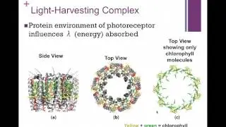 113-Light Energy Fates & Light Harvesting