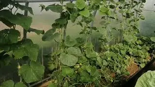 Мои теплички и новые жители в одной из них