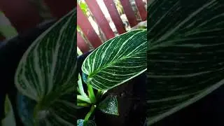 #plantcollection