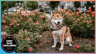 Sony Vlog Challenge | Enter my world | Sheba's World | USA