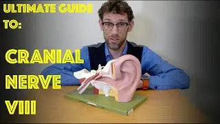 Cranial Nerve VIII - The Vestibulocochlear Nerve - Ultimate Guide to Cranial Nerve Examination