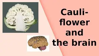 What is...a fractal?