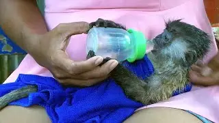 Mom bathing and feeding water to monkey Bobby but Bobby don't want to bathing.