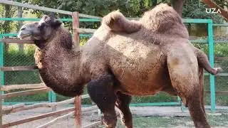 Андижондаги ҳайвонот боғида бўлганмисиз?