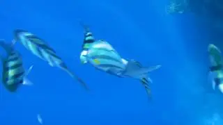 Пляж Red sea The grand hotel Sharm