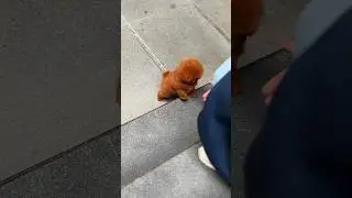 Poodle puppy wants to climb stairs😂❤️💕 Never give up! #cutepuppy #puppy #cute #miniteacup #poodle