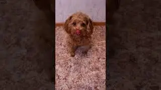 ПЕРЕНОСКА ДЛЯ НЮШИ 