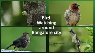 Bird watching around Bangalore city | Bird spotting and photography tips within city area