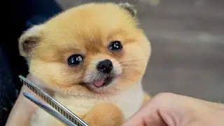超可愛的狗狗來店里美容，前後變化太驚人 ‖  Grooming a Funny Dog ‖ pet groomer ‖ Pomeranian Dog Grooming