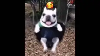 Собака качается на качелях))) #отдых #собака #мем #кайф #leonbro