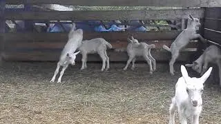 козочки зааненские на продажу