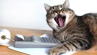Заплати налоги и спи спокойно! ➤ Кошка Чечня БлоХер