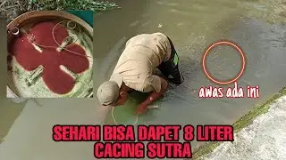 TIPS BERBURU CACING SUTRA MODAL TANGAN KOSONG DI ALAMNYA