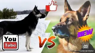 ВОСТОЧНОЕВРОПЕЙСКАЯ ОВЧАРКА ПРОТИВ НЕМЕЦКОЙ ОВЧАРКИ-КТО ПОБЕДИТ!!!