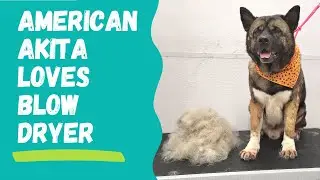 Huge American Akita is obsessed with blow dryer