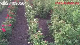 Чайная Роза Питахайа