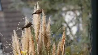 Sparrows #Nesting Material Birds Nature Feather | #CanonCamera | No Copyright