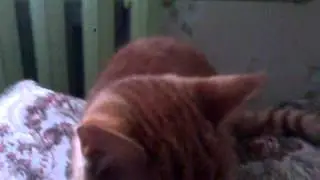 НАПАДЕНИЕ КОТА!!!