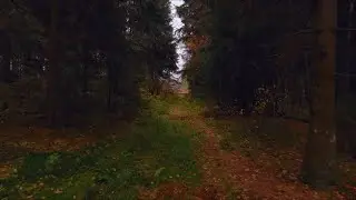 Autel evo 2 pro - этот лес...